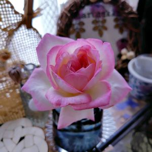 バラ,薔薇,プリンセスドゥモナコ,ナチュラルガーデン,ネコ好きの画像