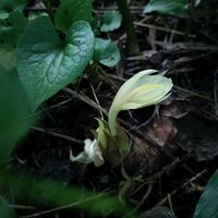 ミョウガ,ミョウガ,無農薬野菜,家庭菜園,畑の画像