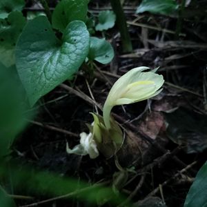 ミョウガ,ミョウガ,無農薬野菜,家庭菜園,畑の画像