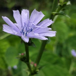 チコリ,チコリ,無農薬野菜,家庭菜園,畑の画像