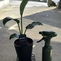 ストレリチアの画像