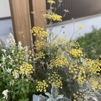 ブロンズフェンネル,花壇,咲いた！,今日の一枚,花盛りの画像