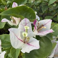 ブーゲンビリア,白い花,ピンク色の花,お出かけ先の画像