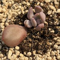 多肉植物,葉挿し,エケベリア属,グラプト属の画像