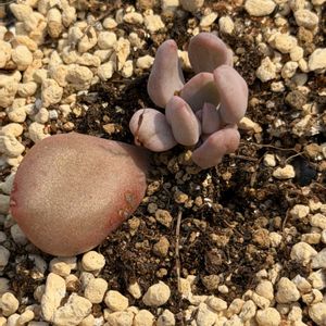 多肉植物,葉挿し,エケベリア属,グラプト属の画像