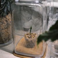 アロカシア,観葉植物,アロカシア属,アロイド,アロカシア　小芋栽培の画像