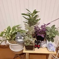 ピレア,ポトス・エンジョイ,アデニウム オベスム,ペペロミア ニパドラ,トラディスカンチア ラベンダーの画像