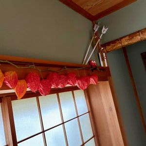 キュウリ,ナス,ハス,ホオズキ,ロータスの画像