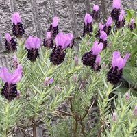 ラベンダー,フレンチラベンダー,ハーブ,紫の花,多年草の画像