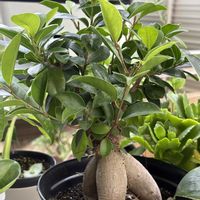 ガジュマル,ガーデンシクラメン,観葉植物,揷し木、挿し芽の画像