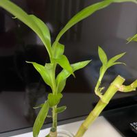 ミリオンバンブーの画像