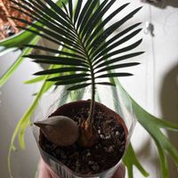 ソテツ,ソテツ,ダイソー,ダイソー産,スタンダードプロダクツの画像