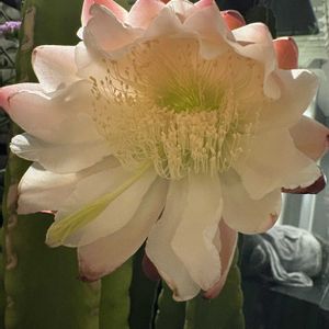 柱サボテン,サボテンの花の画像