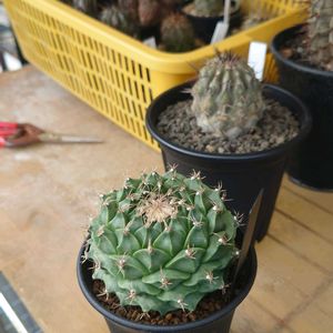 サボテン,コピアポア黒王丸,オブレゴニア デニグリー,多肉植物,塊根植物の画像