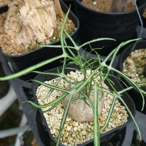 マテレア シクロフィア,アデニア キルキー,アデニア キルキー,多肉植物,塊根植物の画像