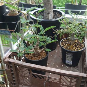 ボスウェリア・ネグレクタ,センナ・メリディオナリス,多肉植物,塊根植物,多肉生活の画像