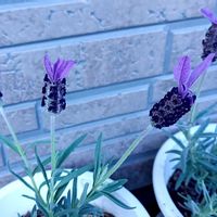 フレンチラベンダー,フレンチラベンダー,挿し芽,自宅の花壇の画像