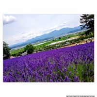 ラベンダー,祈り,今日のお花,クロスステッチ,クロスステッチ刺繍の画像