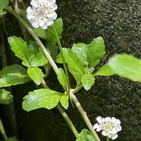 ヒメイワダレソウ,地植え,ネコ好き,白い花,花のある暮らしの画像