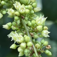 クマヤナギ,クマヤナギ,タマアジサイ,花木,落葉低木の画像