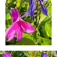 クレマチス,クレマチス,花のある暮らし,北海道,今日のお花の画像