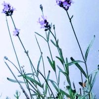 アジサイ,クレマチス,コムラサキ,ツワブキ,ラベンダーの画像