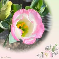 トルコキキョウ,可愛らしい,花のある暮らし,ピンク大好きの画像
