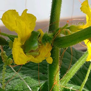 キュウリ,キュウリ,キュウリの花,アマガエル♪,花のある暮らしの画像