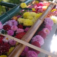クレマチス,ダリア,今日のお花,花手水,伊和志津神社の画像