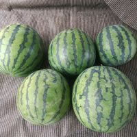 スイカ,収穫の画像