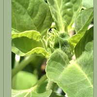 ハイビスカス,ヒマワリ,オステオスペルマム,輝かしい未来,金曜日の蕾たちの画像