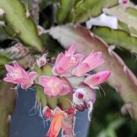 サボテン,リプサリス,多肉植物,新潟の画像
