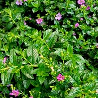 クフェア,私のお気に入り,可愛い花,穏やかな時間,笑顔になる花の画像