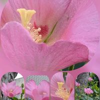 キキョウ,モミジアオイ,ランタナ,ルリマツリ,芙蓉 (フヨウ)の画像