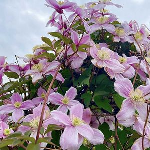 クレマチス,クレマチス,クレマチス モンタナ,登山,今日の一枚の画像