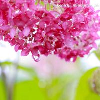 紫陽花,天使の雫,GSの繋がりに感謝♡,旭川市,自宅の庭の花の画像
