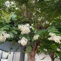 ナナカマドの画像