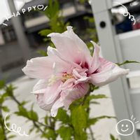 クラスペディア,ヒメヒオウギズイセン,フェアリースター,八重咲きムクゲ,クライミングサンパラソルの画像