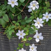 キンカン,クレマチス,フレンチレース,いつもありがとう♡,今日のお花の画像