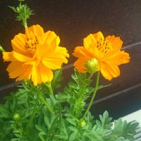 コスモス,キバナコスモス,つぼみ,新入りさん,花のある暮らしの画像