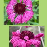 ビオラ,ガイヤルディア・グレープセンセーション,花のある暮らし,お花大好き♡,ピンクワールドへ ようこその画像