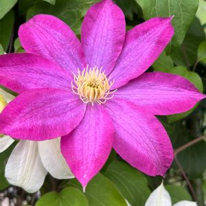 クレマチス,クレマチスプリンセス・ダイアナ,花壇,今日の花,GSに感謝。の画像