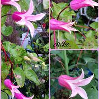 鉢植え,花のある暮らし,緑のある暮らし,可愛いお花,今日のお花の画像