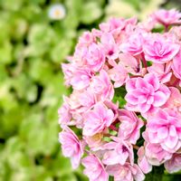 アジサイ,紫陽花,アジサイ（プリンセスシャーロット）,紫陽花  プリンセスシャーロット,お花の画像