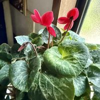 シクラメン,シクラメン,マイガーデン,花のある暮らし,季節外れの画像