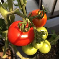 トマト, 中玉トマト,種から,種から育てる！,プランター菜園の画像