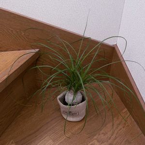 観葉植物,ポニーテール,階段/廊下の画像