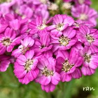 鉢植え,地植え,小さな庭,玄関アプローチの画像