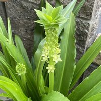 インパチェンス,ニチニチソウ,パイナップルリリー,癒し,花のある暮らしの画像
