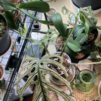 モンステラ　デビルモンスター,モンステラ デリシオーサ デビルモンスター,鉢植え,スパルタン育成,和室の画像